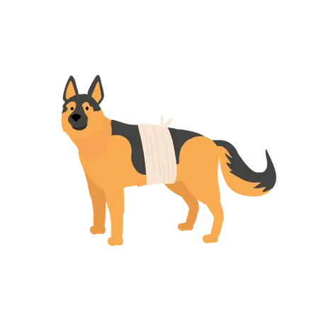 Chien avec un bandage  Illustration