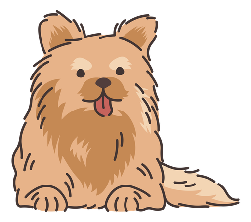 Chien de Poméranie  Illustration