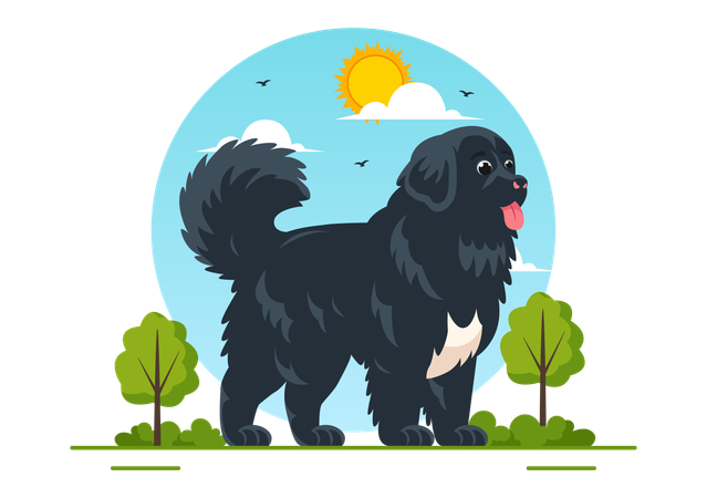 Chien de Terre-Neuve  Illustration