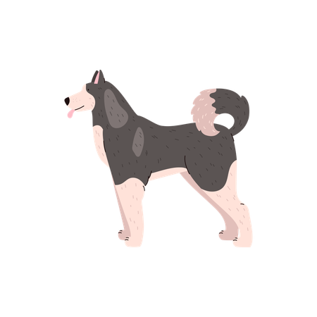 Chien esquimau canadien clipart, chien husky duveteux gris et blanc, meilleur ami des peuples polaires du nord illustration vectorielle  Illustration