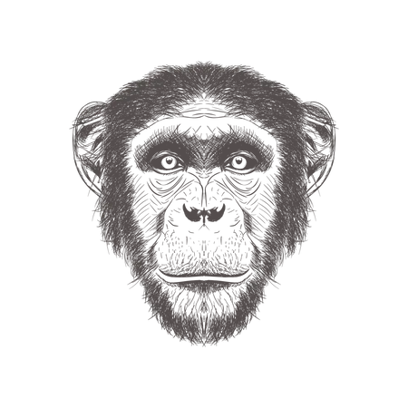 Vector Dibujado A Mano De Ilustracion De Chimpance Ilustración