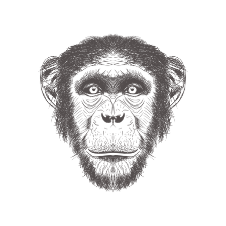 Chimpanzee  Illustration