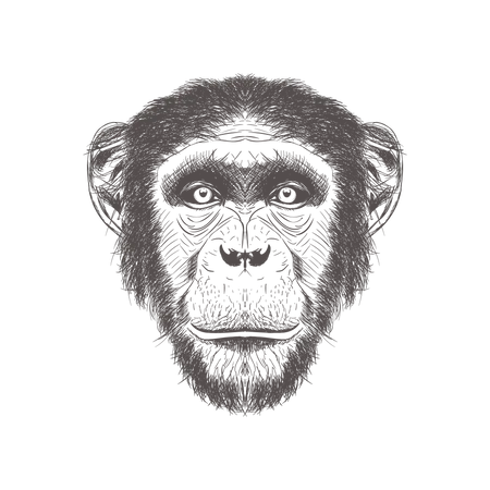 Chimpanzee  Illustration