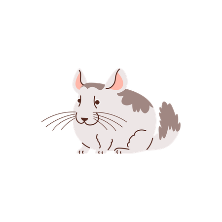 Chinchilla  Illustration