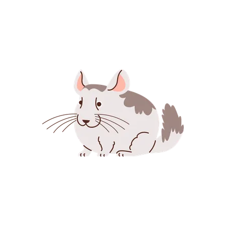 Chinchilla  Illustration