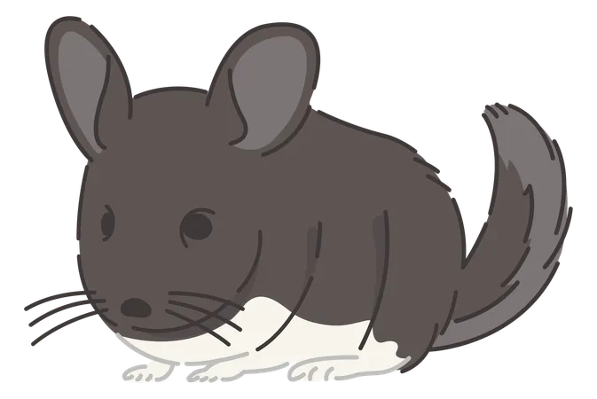 Chinchilla  Illustration