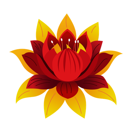 Chinese Lotus  Illustration