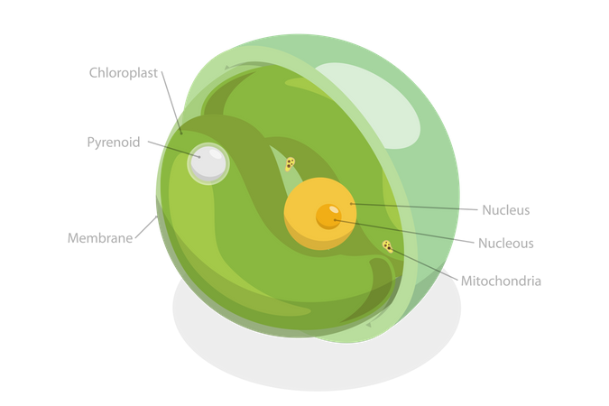 Chlorella Diagram  Illustration