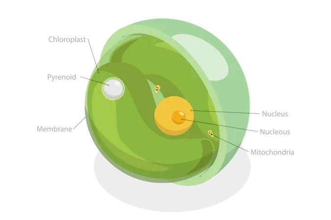 Chlorella Diagram  Illustration