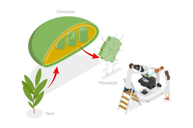 Chlorophyll And Chloroplast  Illustration