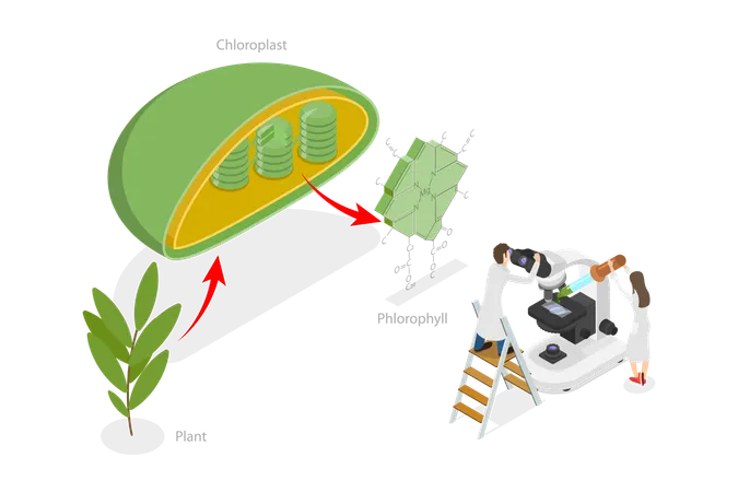 Chlorophyll And Chloroplast  Illustration