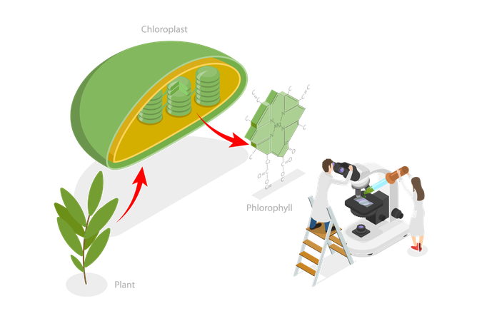 Chlorophylle et chloroplaste  Illustration