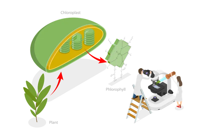 Chlorophylle et chloroplaste  Illustration