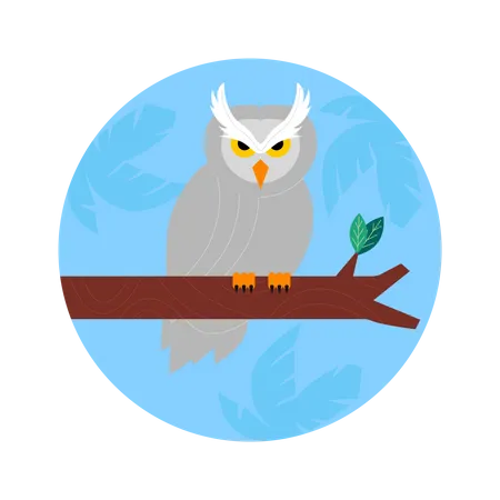 Hibou  Illustration