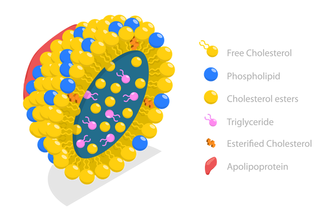 Chylomicron structure  イラスト
