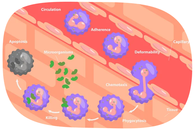 Ciclo de neutrófilos  Ilustración