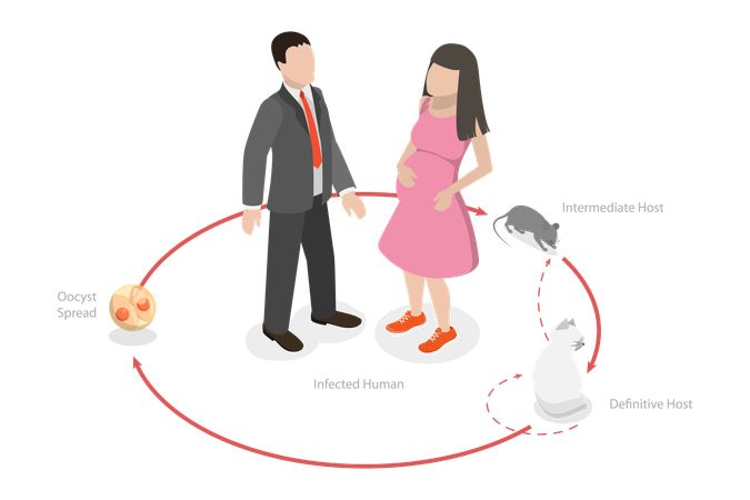 Ciclo de vida do Toxoplasma Gondii  Illustration