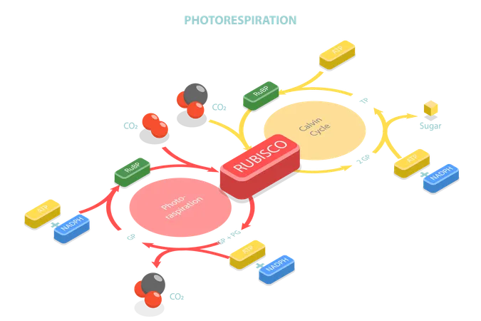 Ciclo fotosintético oxidativo del carbono  Ilustración