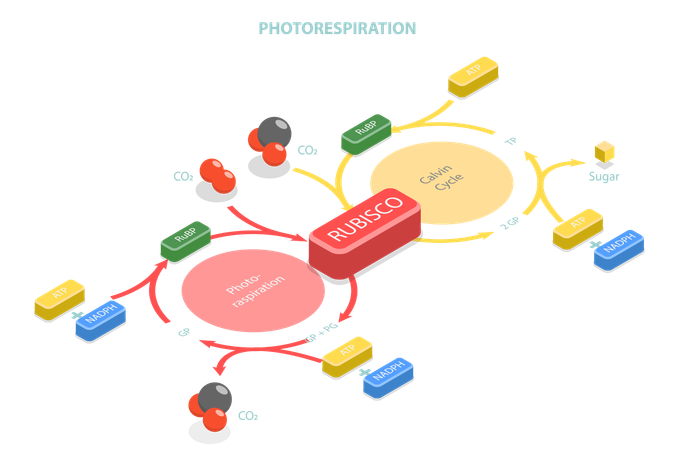 Ciclo Fotossintético Oxidativo do Carbono  Ilustração