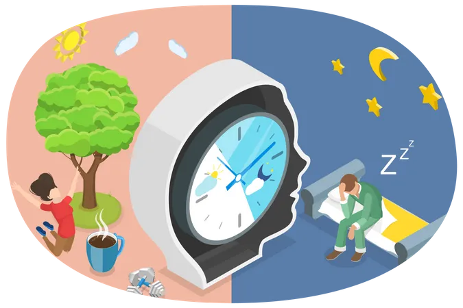 Circadian Rhythm  Illustration