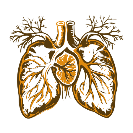 Circulation pulmonaire  Illustration