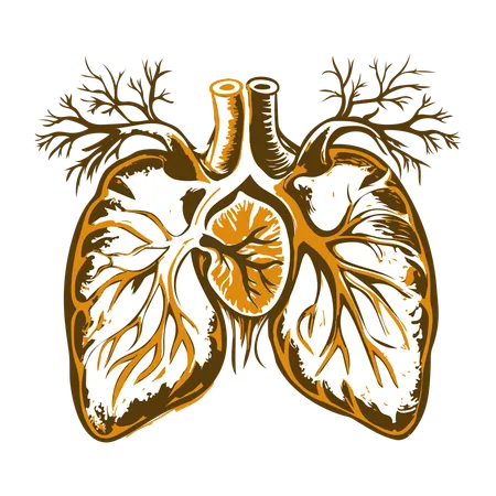 Circulation pulmonaire  Illustration