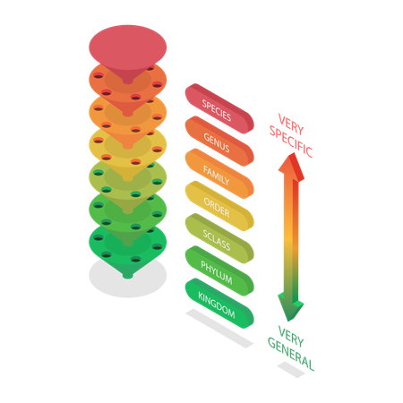 Classification System  Illustration