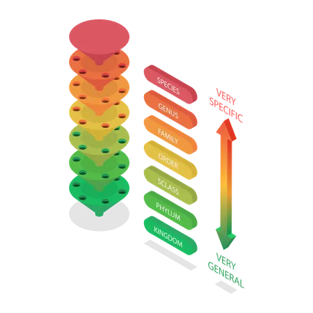 Classification System  Illustration