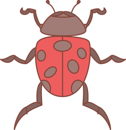 Coccinelle  Illustration