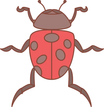 Coccinelle  Illustration