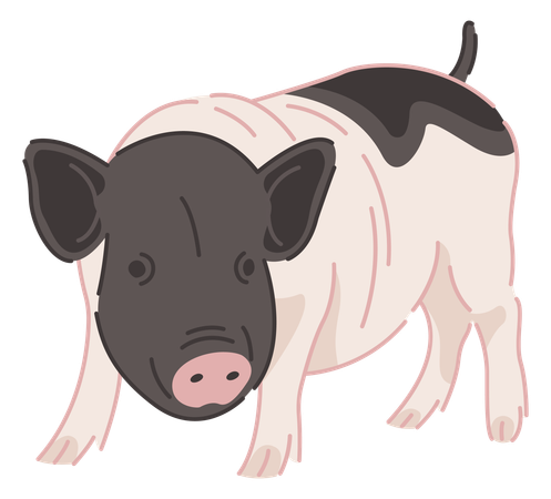 Cochon  Illustration