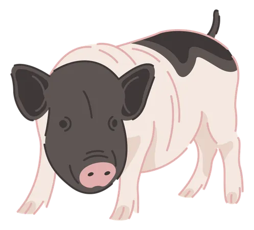 Cochon  Illustration