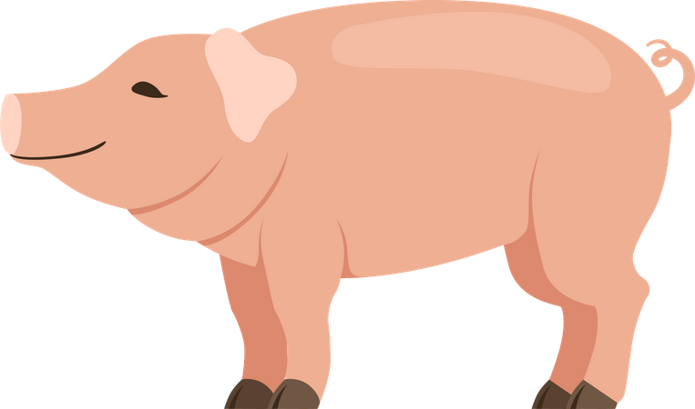 Cochon  Illustration