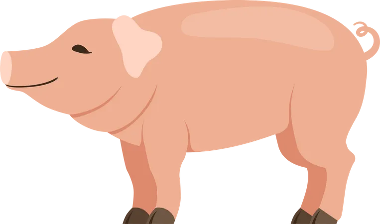 Cochon  Illustration