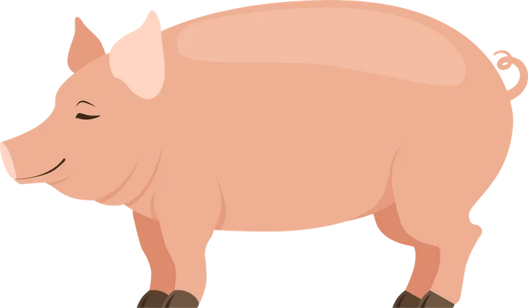 Cochon  Illustration