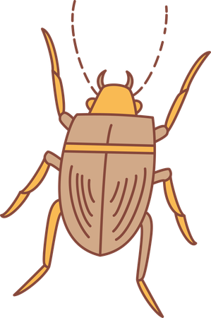 Cockroach  Illustration