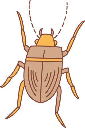 Cockroach  Illustration