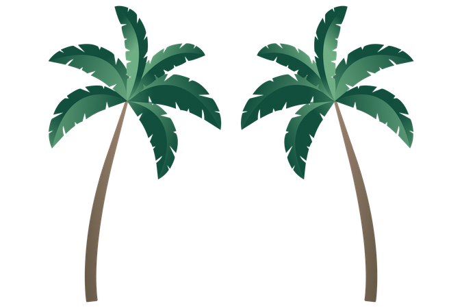 Coconut Tree  Illustration