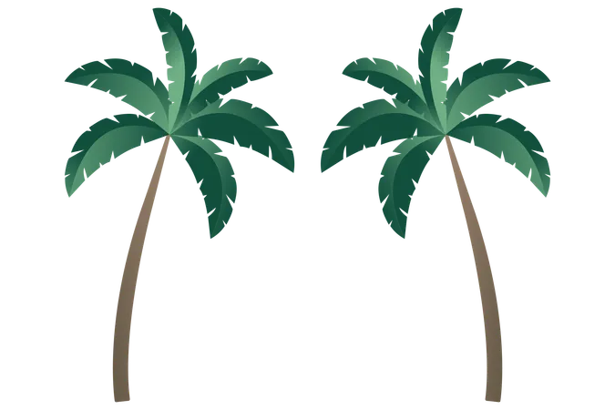 Coconut Tree  Illustration