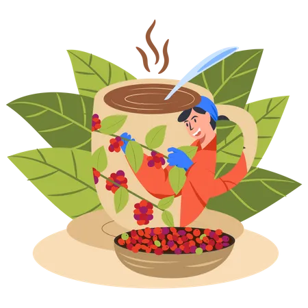 Fresh Coffee From Coffee Plantations To Organic Coffee Shop Vectoy Illustration Flat Design Illustration
