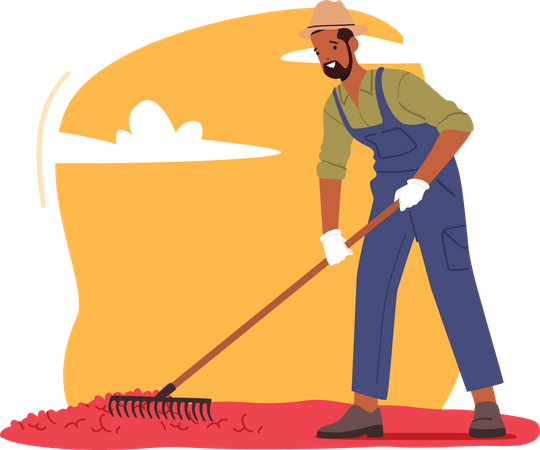 Coffee farmer raking ripe coffee beans Illustration