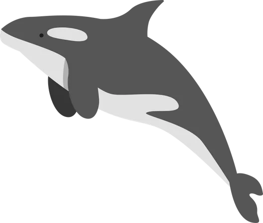 Cold water whale Illustration