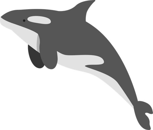 Cold water whale  Illustration