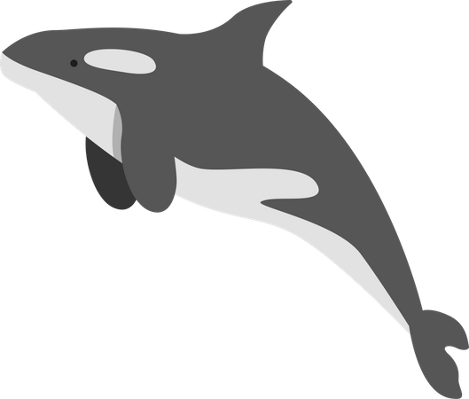 Cold water whale  Illustration