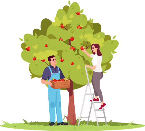 Coletando colheita de maçã  Ilustração