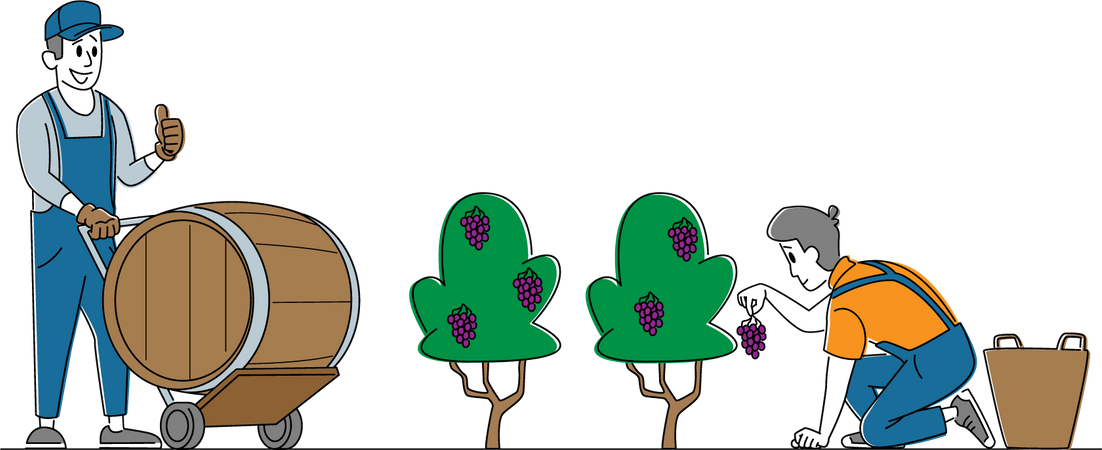 Colheita de uvas na plantação de vinhedos  Ilustração