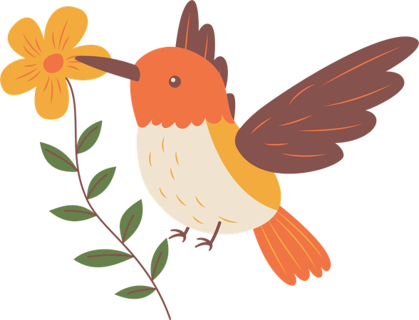 Colibri mignon  Illustration