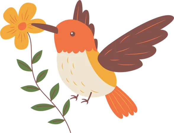 Colibri mignon  Illustration