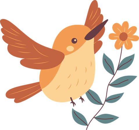 Colibri mignon  Illustration