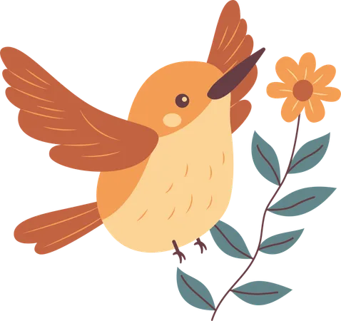 Colibri mignon  Illustration